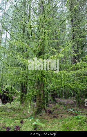 Pinien in hängenden Moos im Wald entlang Neben Kennick Brennen, Dumfries und Galloway, Schottland abgedeckt Stockfoto