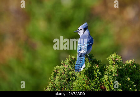 Blue Jay (Cyanocitta cristata), das in einem Baum gehockt, Cherry Hill, Nova Scotia, Kanada Stockfoto