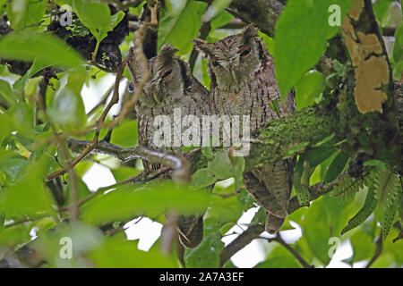 Tropical Screech-Owl (Megascops chliba) Paar auf Niederlassung im Regen El Valle, Panama Oktober gehockt Stockfoto