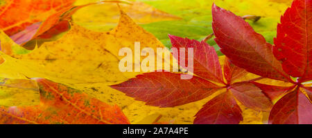 Bunte Blätter im Herbst als Hintergrund Stockfoto