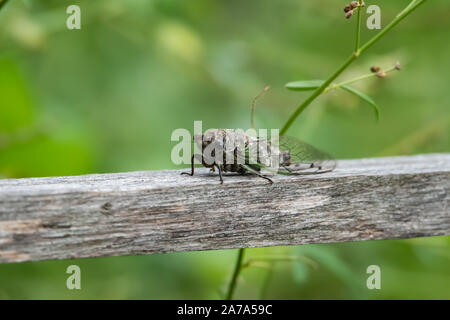 Northern Dog Day Cicada im Sommer Stockfoto