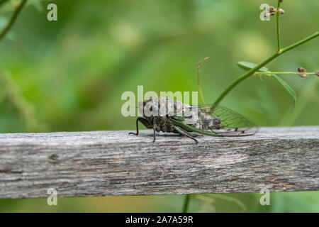 Northern Dog Day Cicada im Sommer Stockfoto