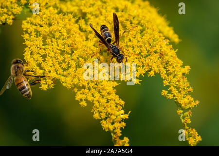 Northern Paper Wasp auf goldrute Blumen im Sommer Stockfoto