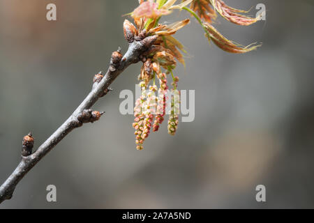 Eiche Blumen in voller Blüte im Frühling Stockfoto