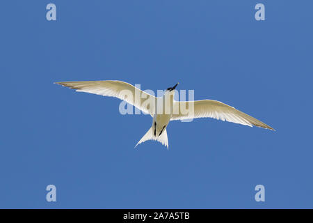 Brandseeschwalbe (Sterna sandvicensis/Thalasseus sandvicensis) gegen den blauen Himmel fliegen Stockfoto