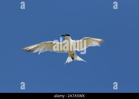 Brandseeschwalbe (Sterna sandvicensis/Thalasseus sandvicensis) gegen den blauen Himmel fliegen Stockfoto