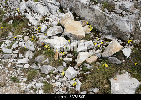 Viola perinensis - wilde Pflanze. Pflanze blüht im Sommer. Stockfoto
