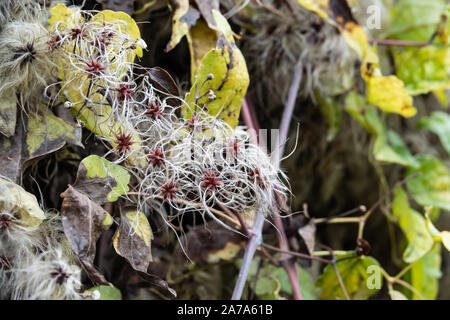 Old Man's Bart Früchte im Herbst Stockfoto