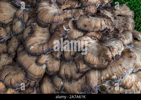 Henne - von - die - Holz/Kopf Ram's Head/Schafe (Grifola frondosa), Cluster von polypore Pilze an der Basis der Eiche Stockfoto