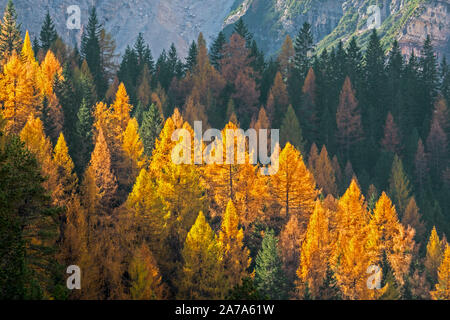 Europäische Lärche (Larix decidua) und Tannen in den herbstlichen Wald am Hang, die Farben des Herbstes im Herbst Stockfoto