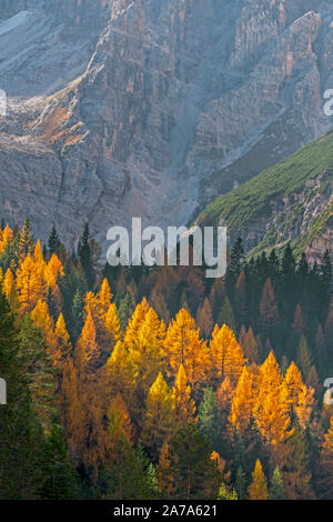 Europäische Lärche (Larix decidua) und Tannen in den herbstlichen Wald am Hang, die Farben des Herbstes im Herbst Stockfoto