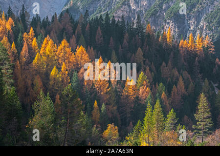 Europäische Lärche (Larix decidua) und Tannen in den herbstlichen Wald am Hang, die Farben des Herbstes im Herbst Stockfoto