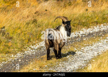 Wilde, wilde Ziege in Glen Strathfarrar, Highlands von Schottland, Großbritannien. Eine nicht einheimische einheimische Arten, die sich wild und frei geworden, durchstreift das Hochland Stockfoto