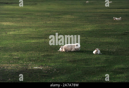 Weißes Schaf mit zwei Lämmern sitzen auf grünen Moos wiesen auf Sylt, Deutschland, im Morgenlicht. Deutsche Landschaft an der Nordsee Inseln. Stockfoto