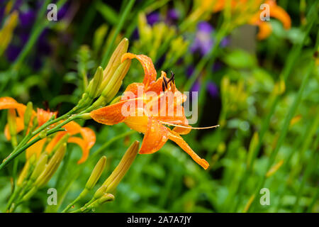 Orange Daylily Blume in voller Blüte im Sommer Stockfoto