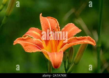 Orange Daylily Blume in voller Blüte im Sommer Stockfoto