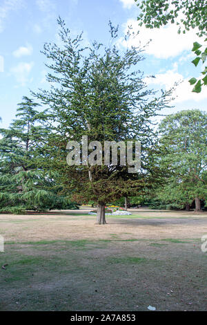 Seltene 'Hahnenkamm' Buche (Fagus sylvatica) Baum Sorte im Blumengarten, Greenwich Park, London SE10 Stockfoto