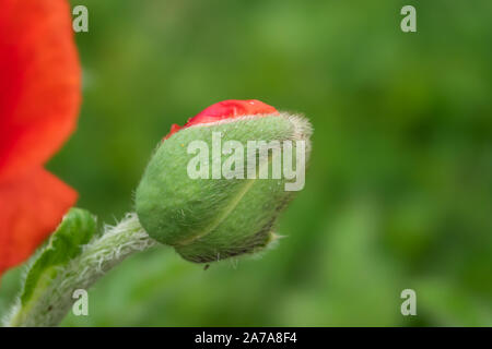 Oriental Poppy Flower Bud im Frühling Stockfoto