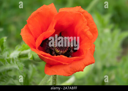 Orientalischer Mohn Blume in voller Blüte im Frühling Stockfoto