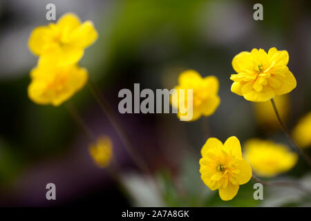 Pflügen Linda, Gelb, Doppel, Anemonen, Blumen, Blume, Blumen, Holz, Wald, Schatten, Schatten, Schatten, Pflanzen, RM floral Stockfoto