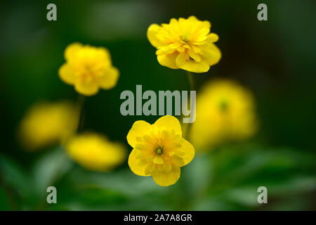 Pflügen Linda, Gelb, Doppel, Anemonen, Blumen, Blume, Blumen, Holz, Wald, Schatten, Schatten, Schatten, Pflanzen, RM floral Stockfoto