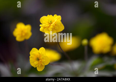 Pflügen Linda, Gelb, Doppel, Anemonen, Blumen, Blume, Blumen, Holz, Wald, Schatten, Schatten, Schatten, Pflanzen, RM floral Stockfoto