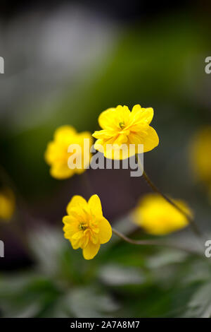 Pflügen Linda, Gelb, Doppel, Anemonen, Blumen, Blume, Blumen, Holz, Wald, Schatten, Schatten, Schatten, Pflanzen, RM floral Stockfoto