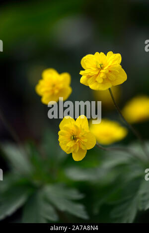 Pflügen Linda, Gelb, Doppel, Anemonen, Blumen, Blume, Blumen, Holz, Wald, Schatten, Schatten, Schatten, Pflanzen, RM floral Stockfoto