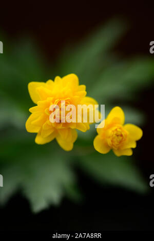 Pflügen Tafka, Gelb, Doppel, Anemonen, Blumen, Blume, Blumen, Holz, Wald, Schatten, Schatten, Schatten, Pflanzen, RM floral Stockfoto