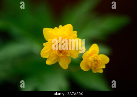 Pflügen Tafka, Gelb, Doppel, Anemonen, Blumen, Blume, Blumen, Holz, Wald, Schatten, Schatten, Schatten, Pflanzen, RM floral Stockfoto