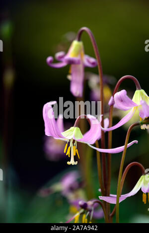 Erythronium das revolutum rosa Schönheit, Frühling, Blumen, Blume, Blüte, RM Floral Stockfoto