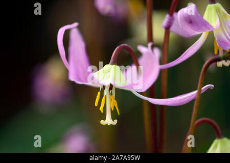 Erythronium das revolutum rosa Schönheit, Frühling, Blumen, Blume, Blüte, RM Floral Stockfoto