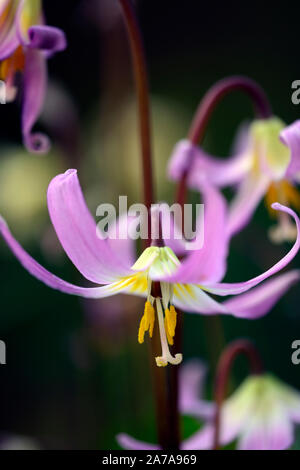 Erythronium das revolutum rosa Schönheit, Frühling, Blumen, Blume, Blüte, RM Floral Stockfoto