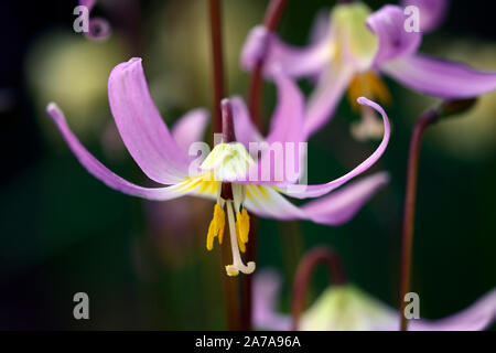 Erythronium das revolutum rosa Schönheit, Frühling, Blumen, Blume, Blüte, RM Floral Stockfoto