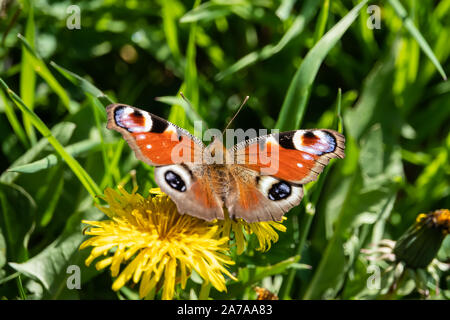Tagpfauenauge auf Löwenzahn Blume im Frühling Stockfoto