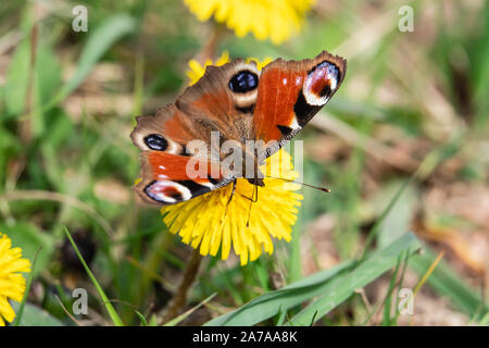 Tagpfauenauge auf Löwenzahn Blume im Frühling Stockfoto
