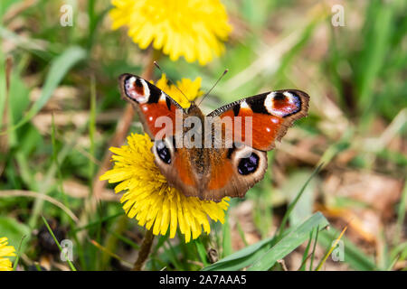 Tagpfauenauge auf Löwenzahn Blume im Frühling Stockfoto