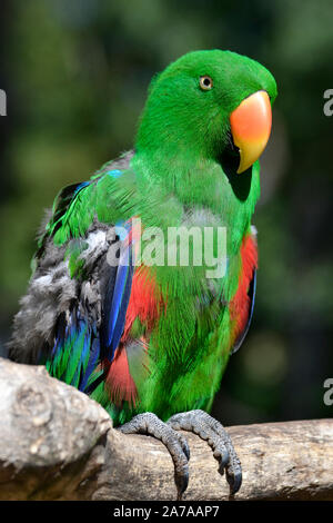 Männliche Eclectus Parrot im Tropical Birdland, Lindridge Lane, Desford, Leicestershire, Großbritannien Stockfoto