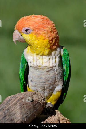 Yellow-Thighed Boot segelt Papagei im Tropical Birdland, Lindridge Lane, Desford, Leicestershire, Großbritannien Stockfoto