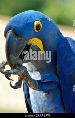 Hyazinthara Papageien im Tropical Birdland, Lindridge Lane, Desford, Leicestershire, Großbritannien Stockfoto