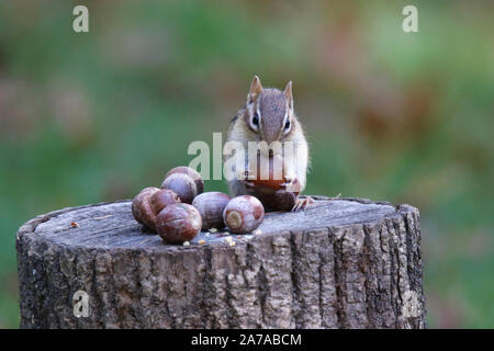 Eastern Chipmunk im Herbst Eicheln finden bequem aufbewahren für den Winter Stockfoto