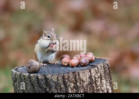 Eastern Chipmunk im Herbst Eicheln finden bequem aufbewahren für den Winter Stockfoto