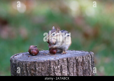 Eastern Chipmunk im Herbst Eicheln finden bequem aufbewahren für den Winter Stockfoto