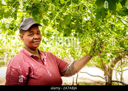 Landarbeiter Keulung und Kommissionierung Trauben in einem großen Weinberg in Südafrika Stockfoto