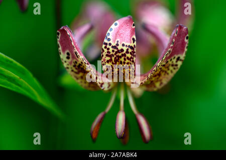 Lilium martagon, Lilie, Lilien, rote Blume, gefleckt, Blumen, Stauden, Sommer, Schatten, Schatten, Türken lily Kappe, RM Floral Stockfoto