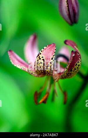 Lilium martagon, Lilie, Lilien, rote Blume, gefleckt, Blumen, Stauden, Sommer, Schatten, Schatten, Türken lily Kappe, RM Floral Stockfoto