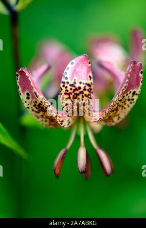 Lilium martagon, Lilie, Lilien, rote Blume, gefleckt, Blumen, Stauden, Sommer, Schatten, Schatten, Türken lily Kappe, RM Floral Stockfoto