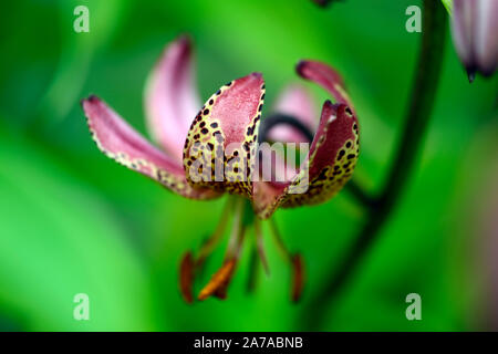 Lilium martagon, Lilie, Lilien, rote Blume, gefleckt, Blumen, Stauden, Sommer, Schatten, Schatten, Türken lily Kappe, RM Floral Stockfoto