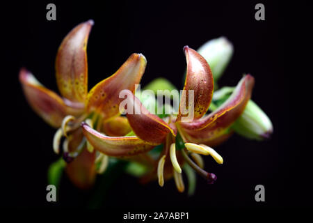 Lilium martagon, Lilie, Lilien, rote Blume, gefleckt, Blumen, Stauden, Sommer, Schatten, Schatten, Türken lily Kappe, RM Floral Stockfoto