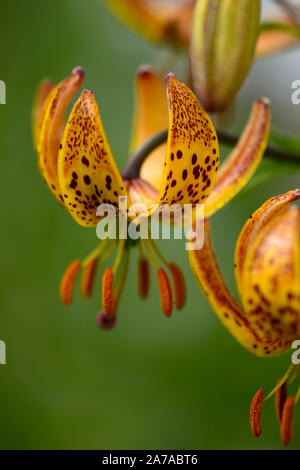 Lilium martagon Megan, Lilie, Lilien, Orange, Gelb, Blume, Blumen, Stauden, Sommer, Schatten, Schatten, Türken Kappe, RM Floral Stockfoto